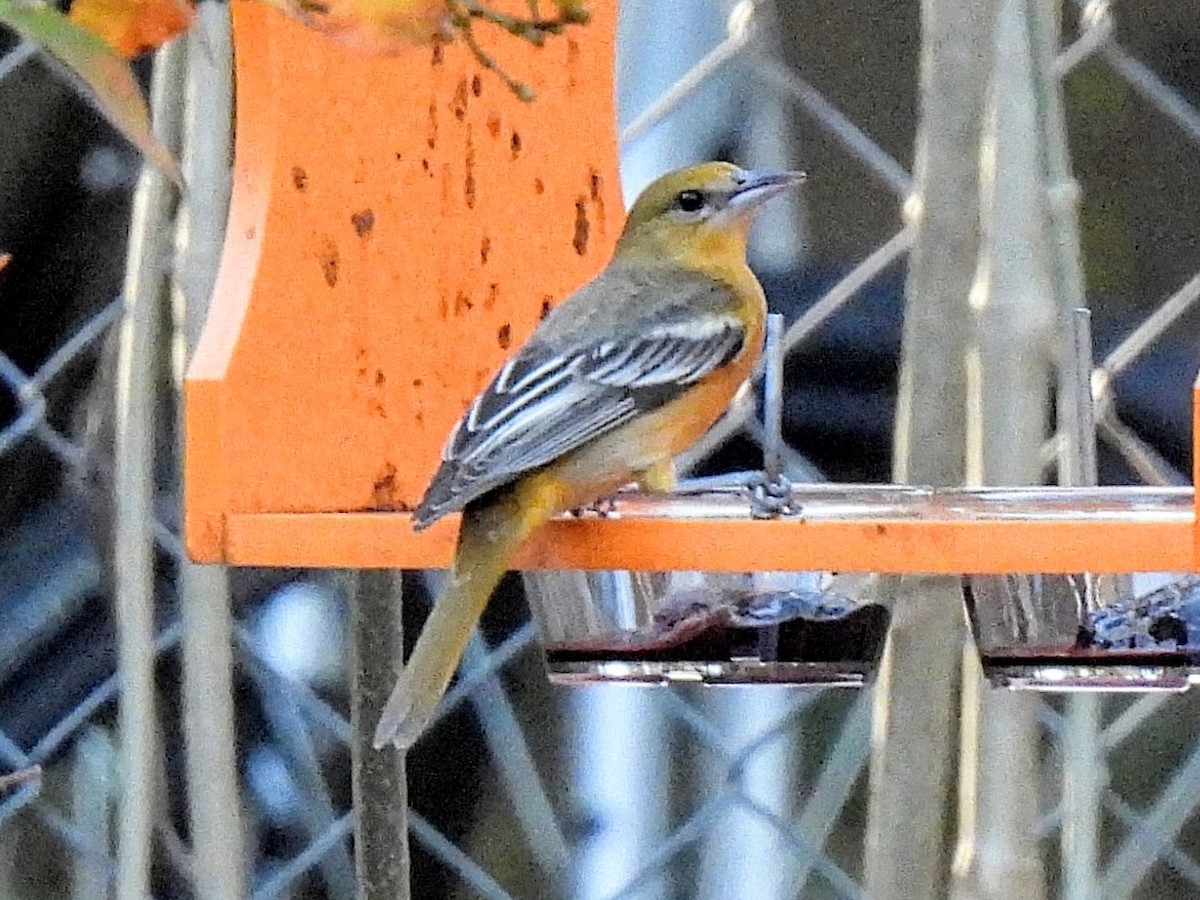 ボルチモアムクドリモドキ - ML647614450