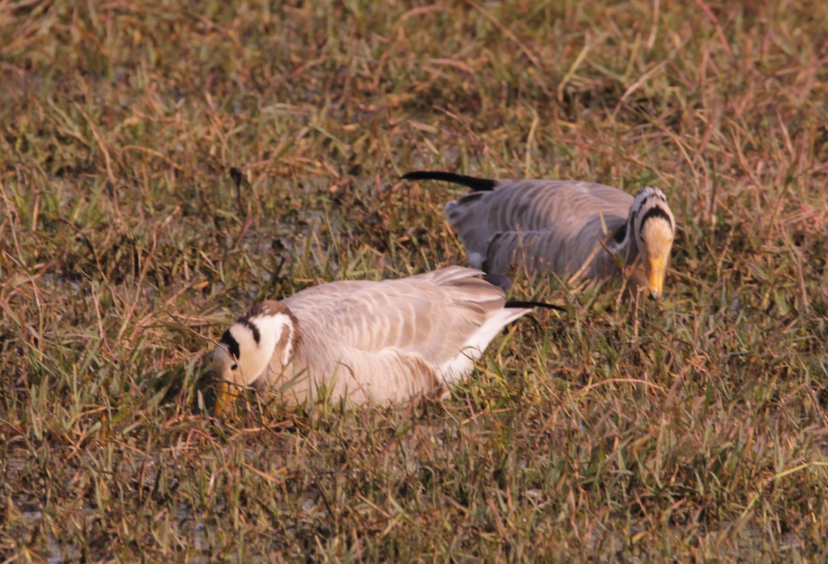 Oie à tête barrée - ML647614458