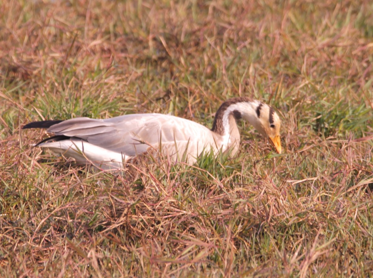 Oie à tête barrée - ML647614460