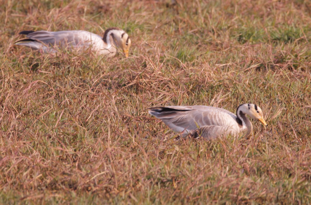 Oie à tête barrée - ML647614461