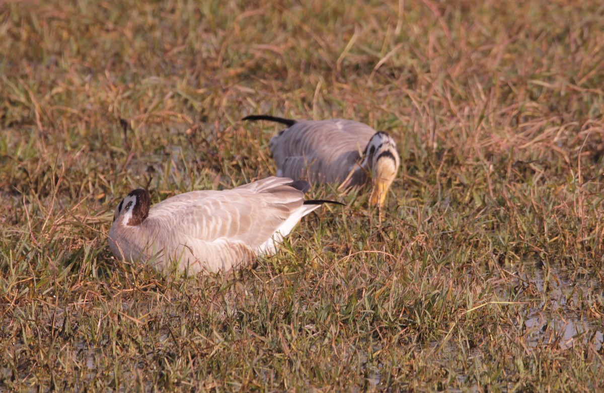 Oie à tête barrée - ML647614462