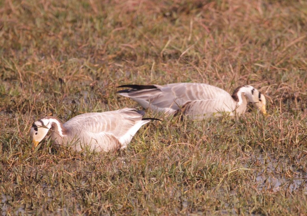 Oie à tête barrée - ML647614463