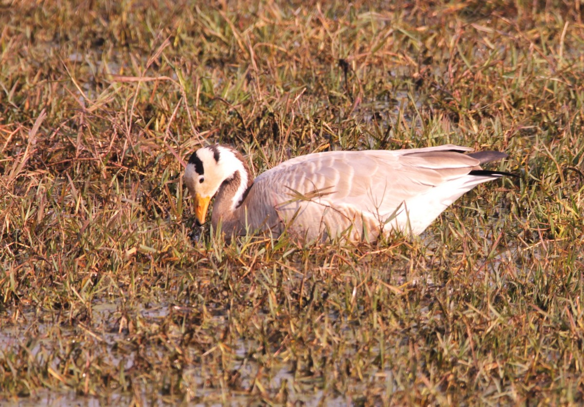 Oie à tête barrée - ML647614465