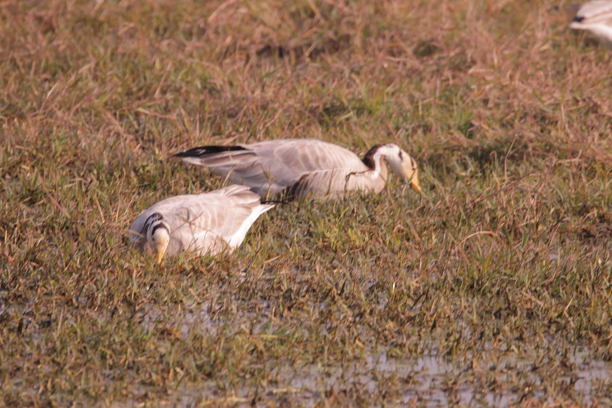 Oie à tête barrée - ML647614466