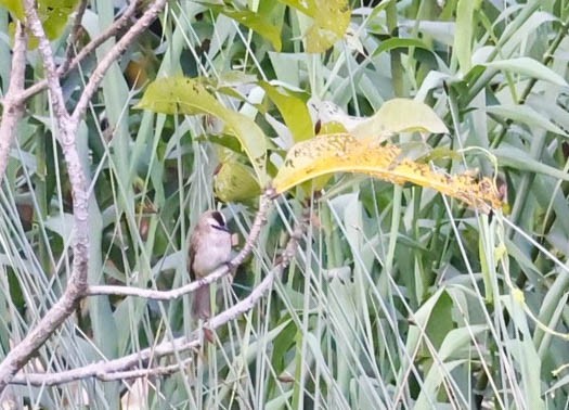 Yellow-vented Bulbul - ML647614472