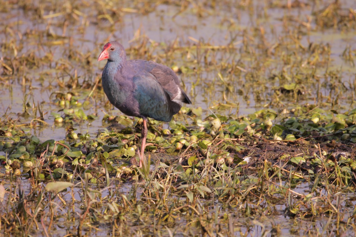 Gri Başlı Sazhorozu - ML647614474