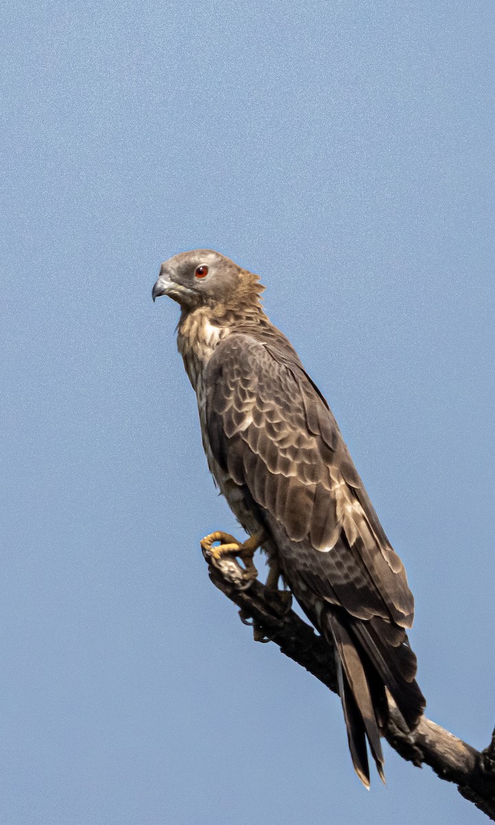 Tepeli Arı Şahini - ML647614490