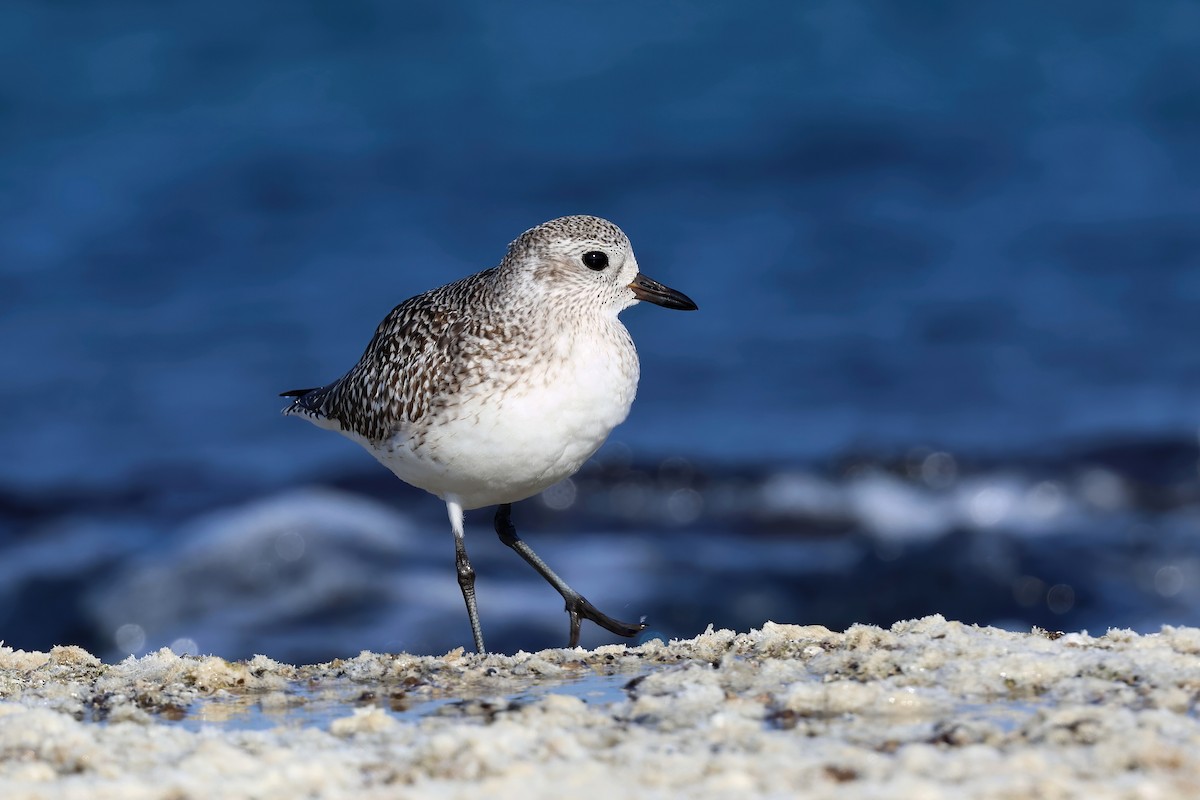 Gümüş Yağmurcun - ML647614491