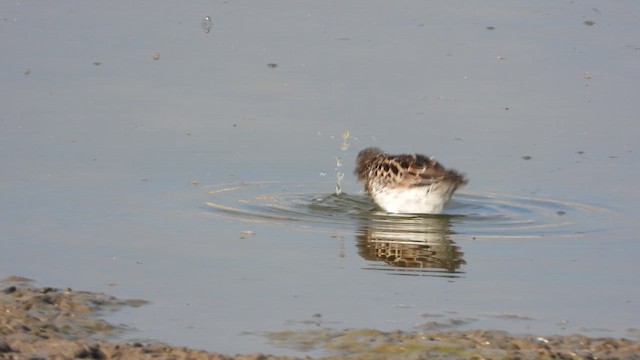 寬嘴鷸 - ML647614493