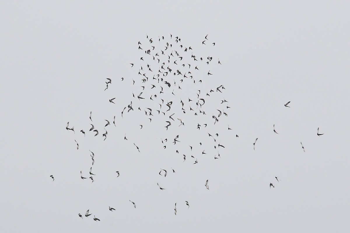 tanımsız Columba sp. - ML647614497