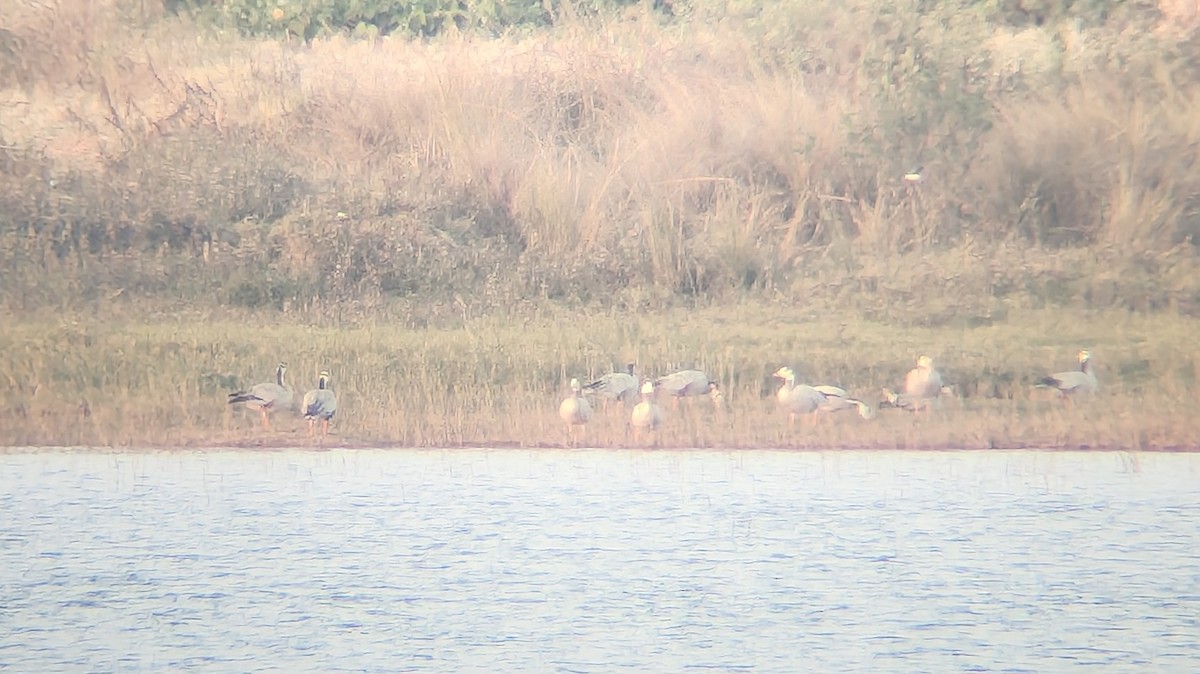 Hint Kazı - ML647614498