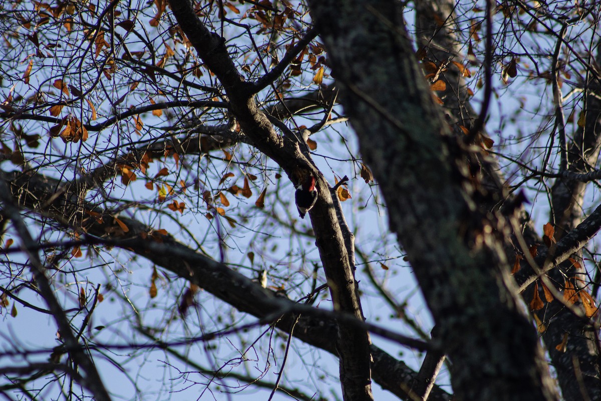 Kırmızı Başlı Ağaçkakan - ML647614499