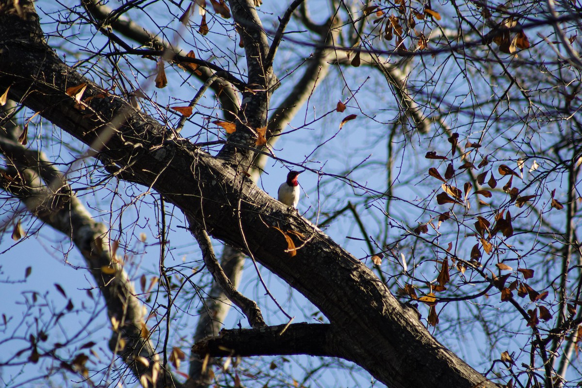 Kırmızı Başlı Ağaçkakan - ML647614500