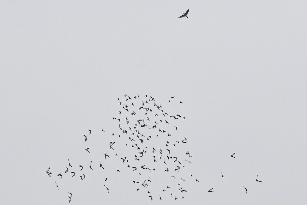 tanımsız Columba sp. - ML647614501