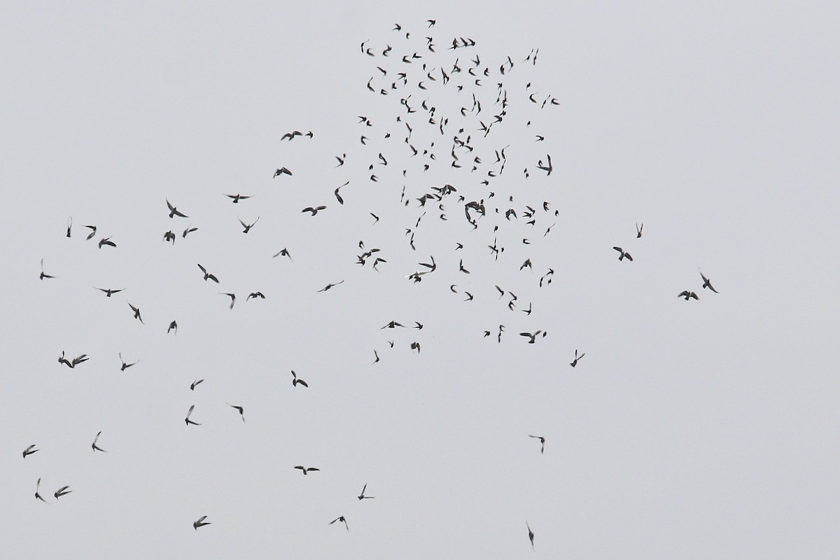 tanımsız Columba sp. - ML647614502