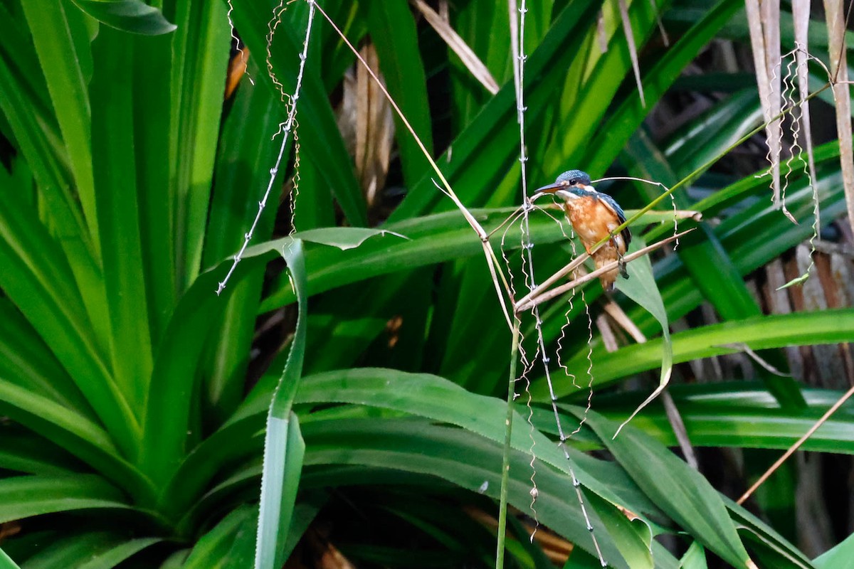 Yalıçapkını - ML647614505