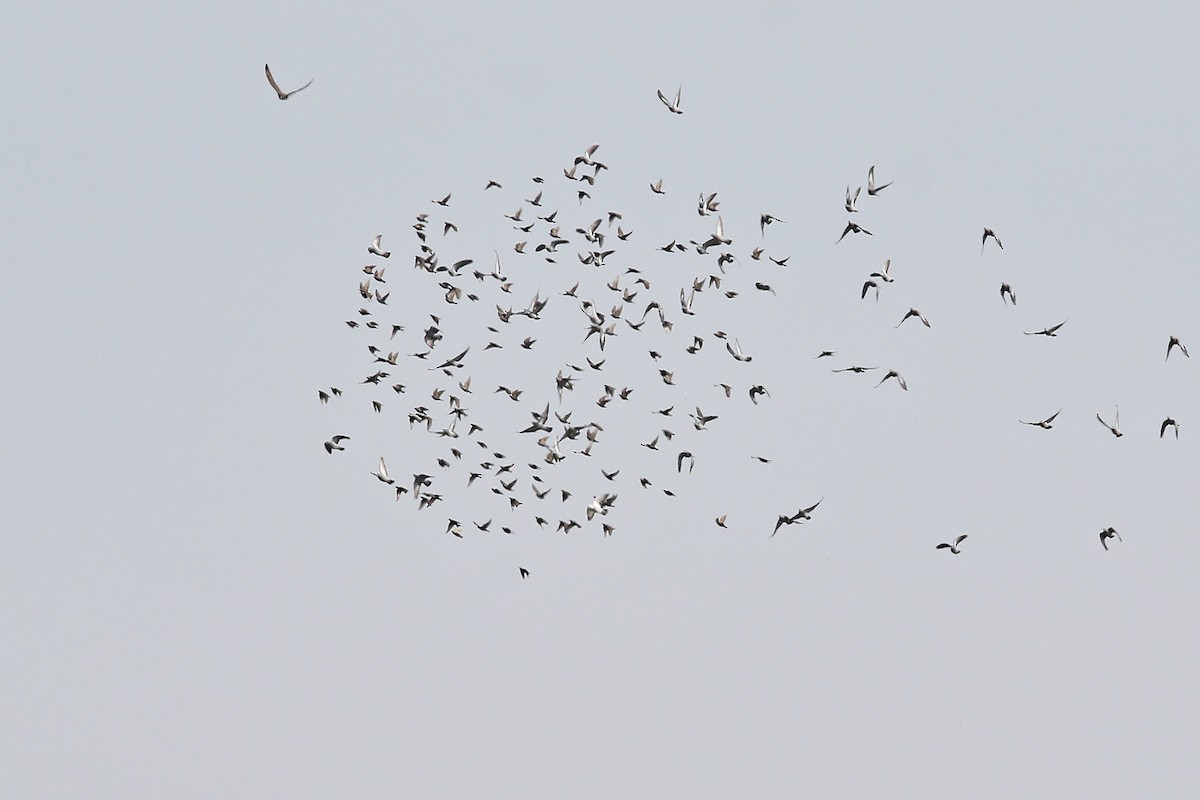 tanımsız Columba sp. - ML647614507