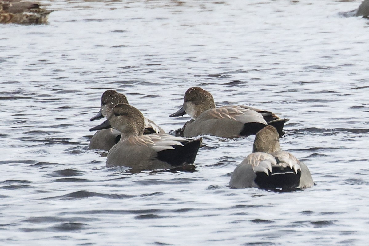 Boz Ördek - ML647614509