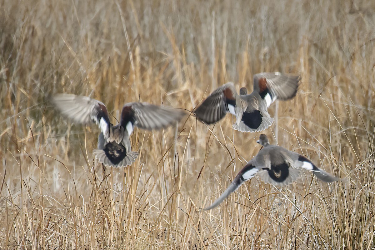 Boz Ördek - ML647614511