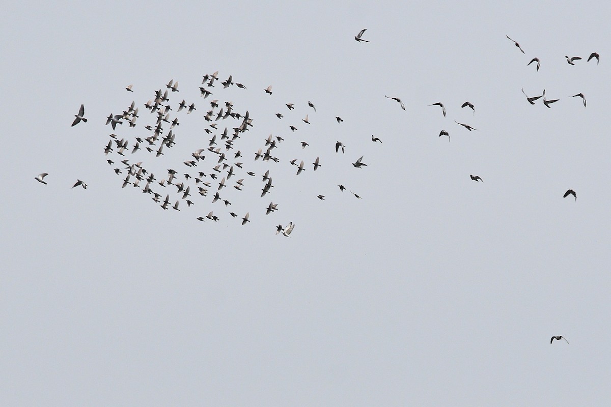 tanımsız Columba sp. - ML647614513