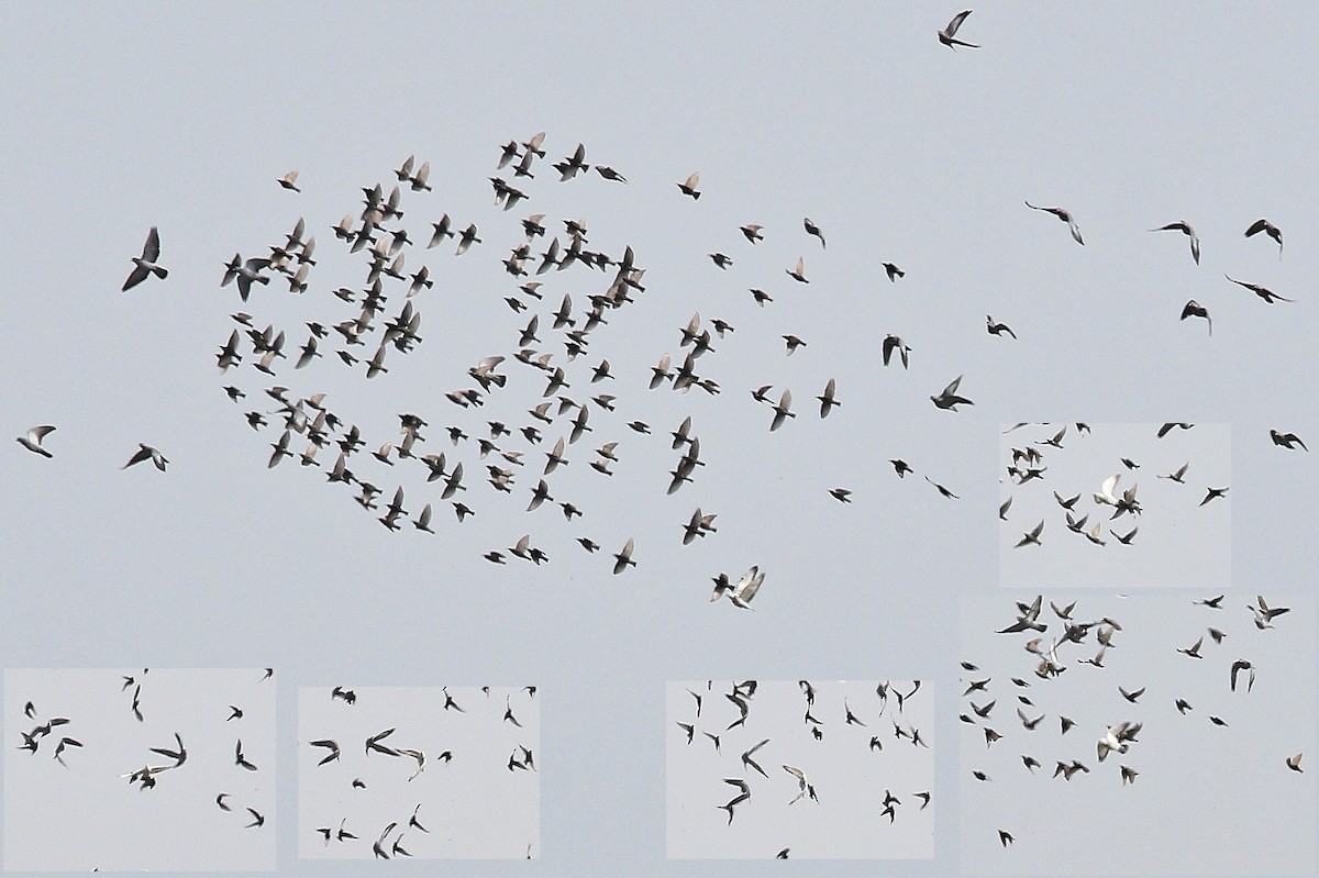 tanımsız Columba sp. - ML647614514