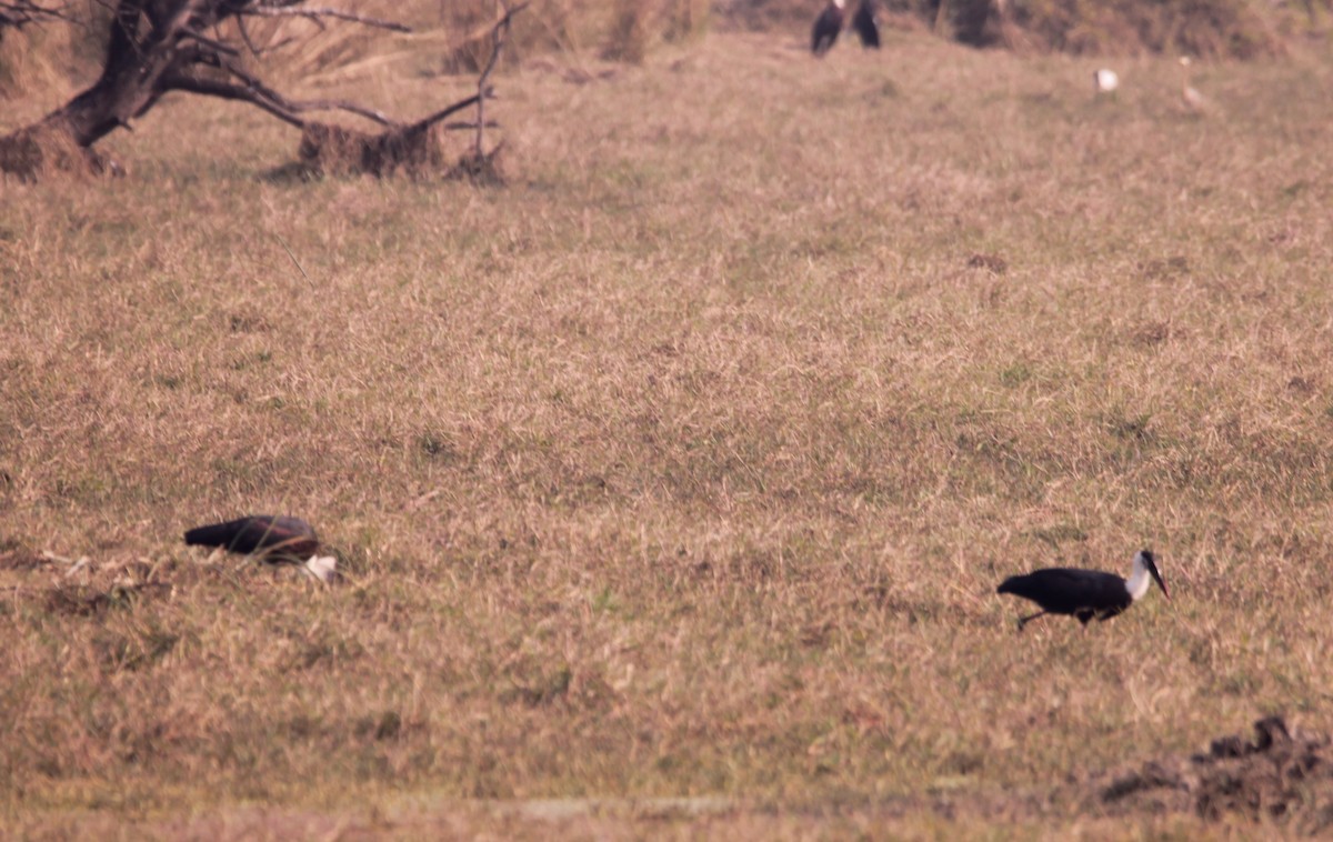 Asya Keşiş Leyleği - ML647614516