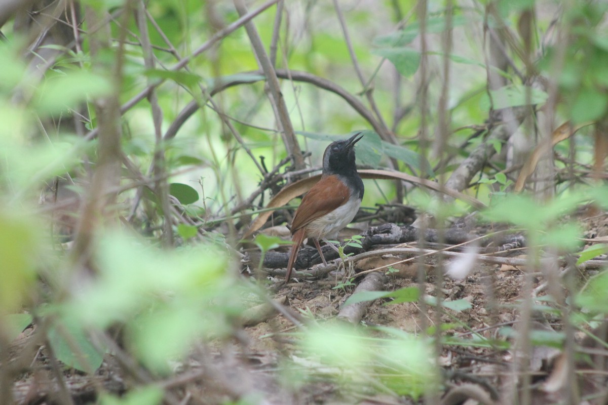 Ak Karınlı Karıncakuşu - ML647614522