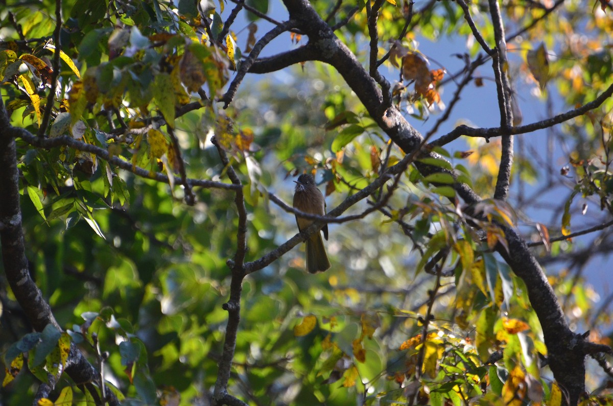 Mcclelland Arapbülbülü - ML647614527