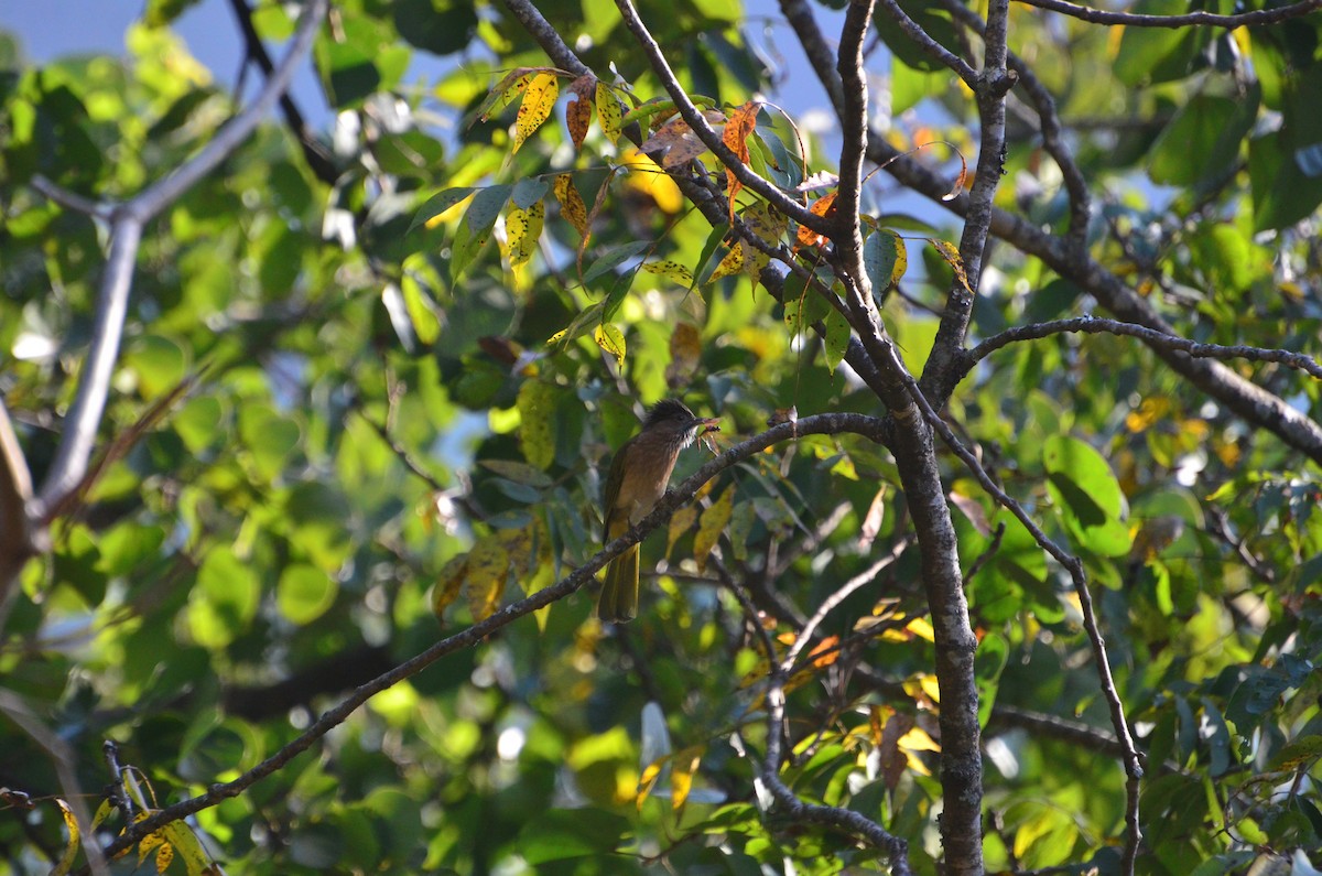 Mcclelland Arapbülbülü - ML647614528