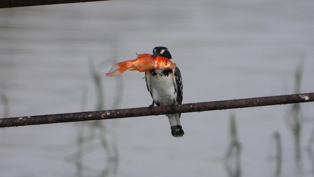 斑翡翠 - ML647614530