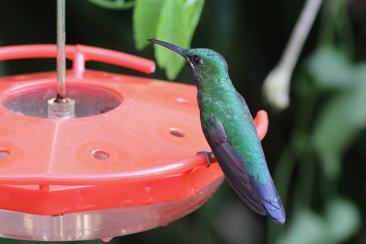 Kara Karınlı Pırıltı - ML647614532