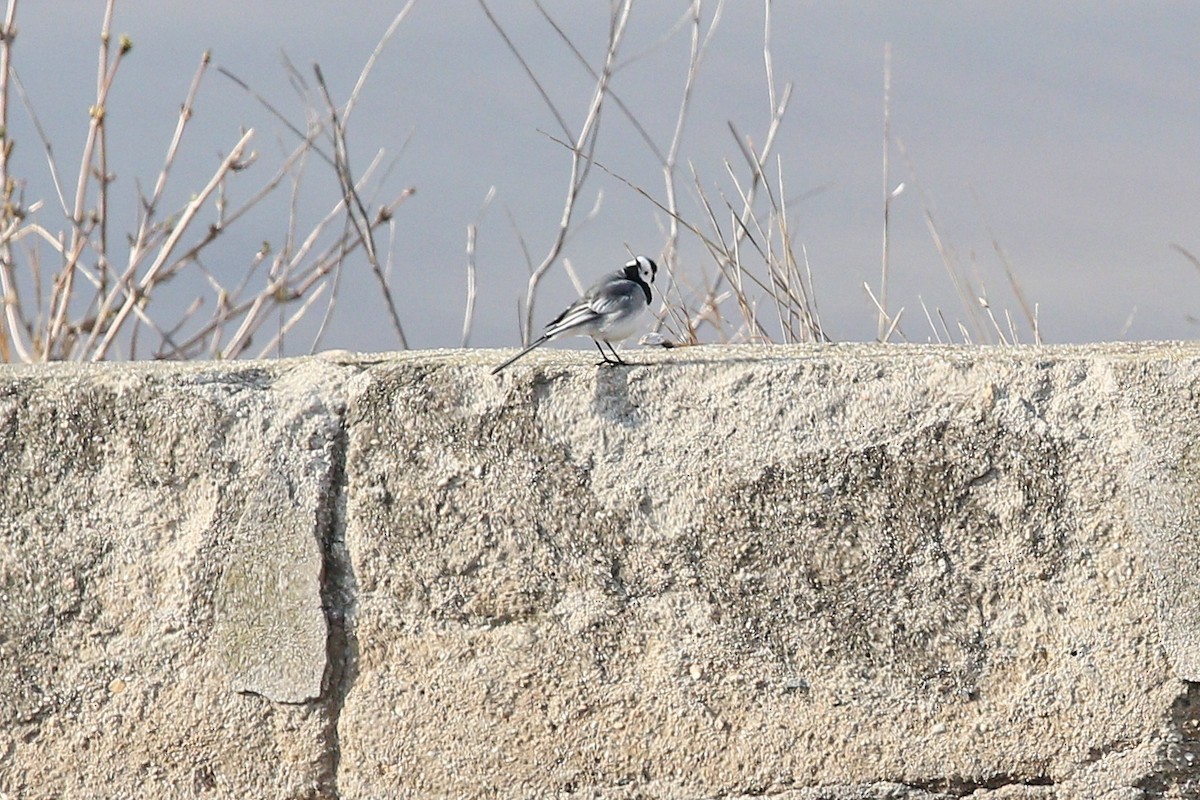 Ak Kuyruksallayan (alba/dukhunensis) - ML647614533