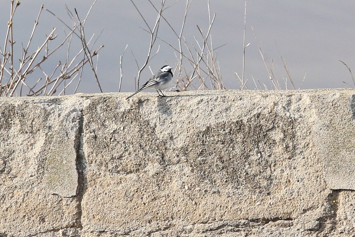 Ak Kuyruksallayan (alba/dukhunensis) - ML647614534