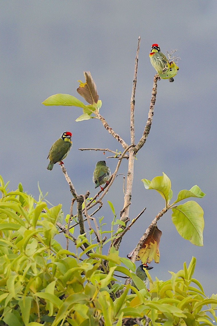 Al Göğüslü Barbet - ML647614535