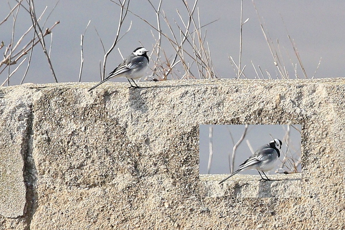 Ak Kuyruksallayan (alba/dukhunensis) - ML647614539