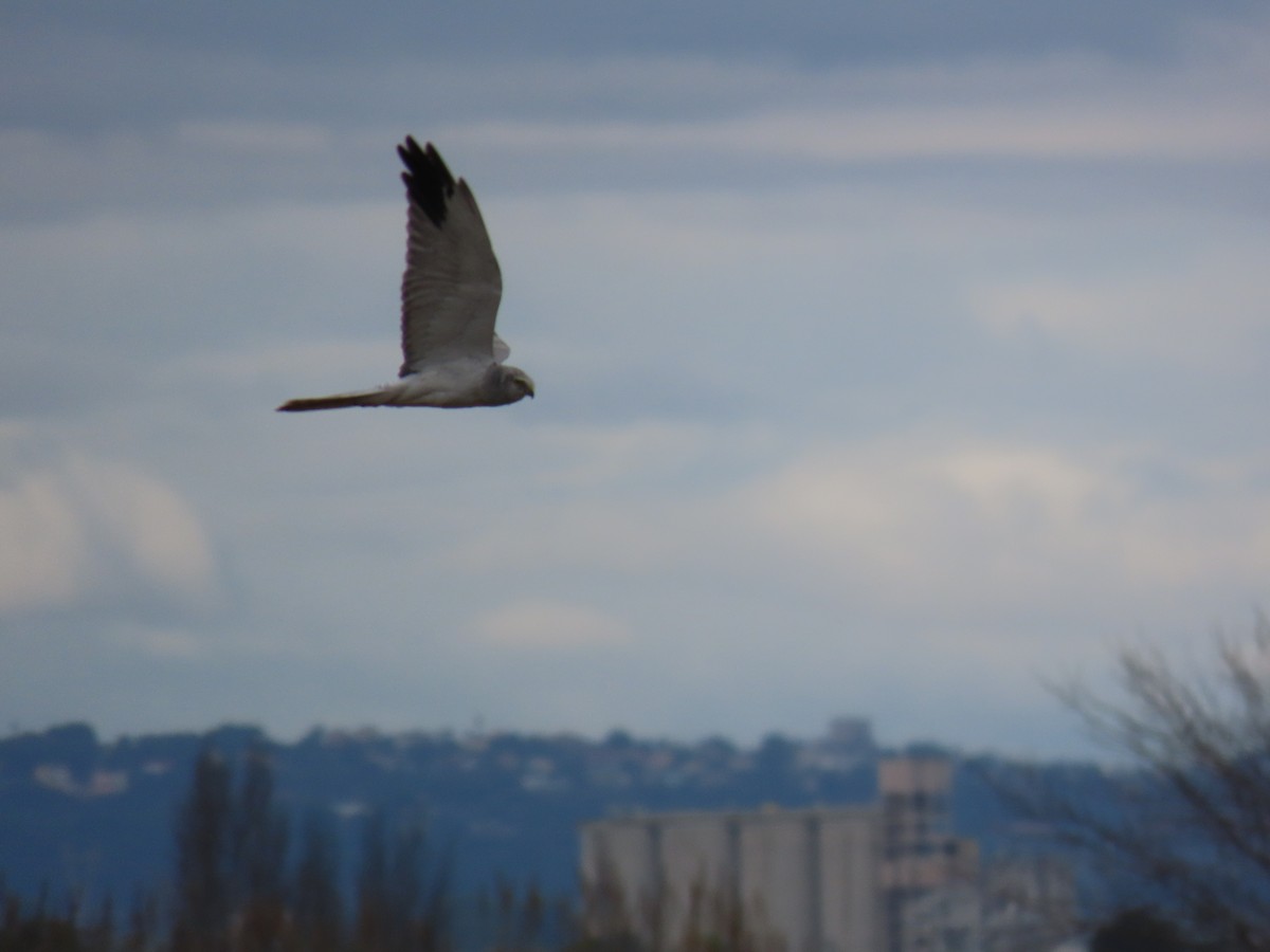 Aguilucho Papialbo - ML647614557