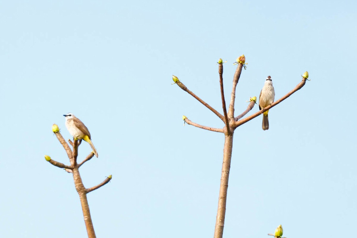 Yellow-vented Bulbul - ML647614567