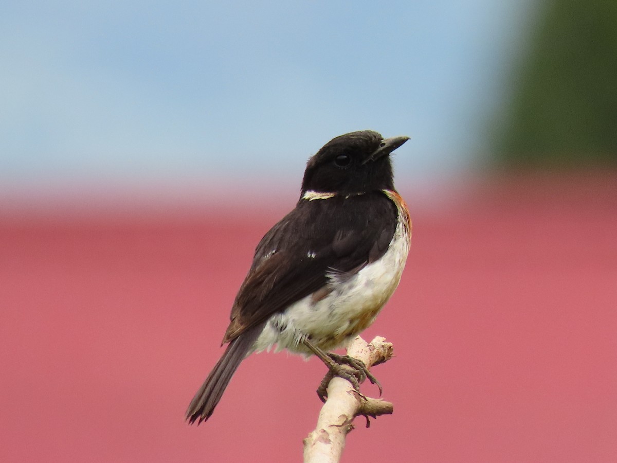 afrikasvartstrupe - ML647614588