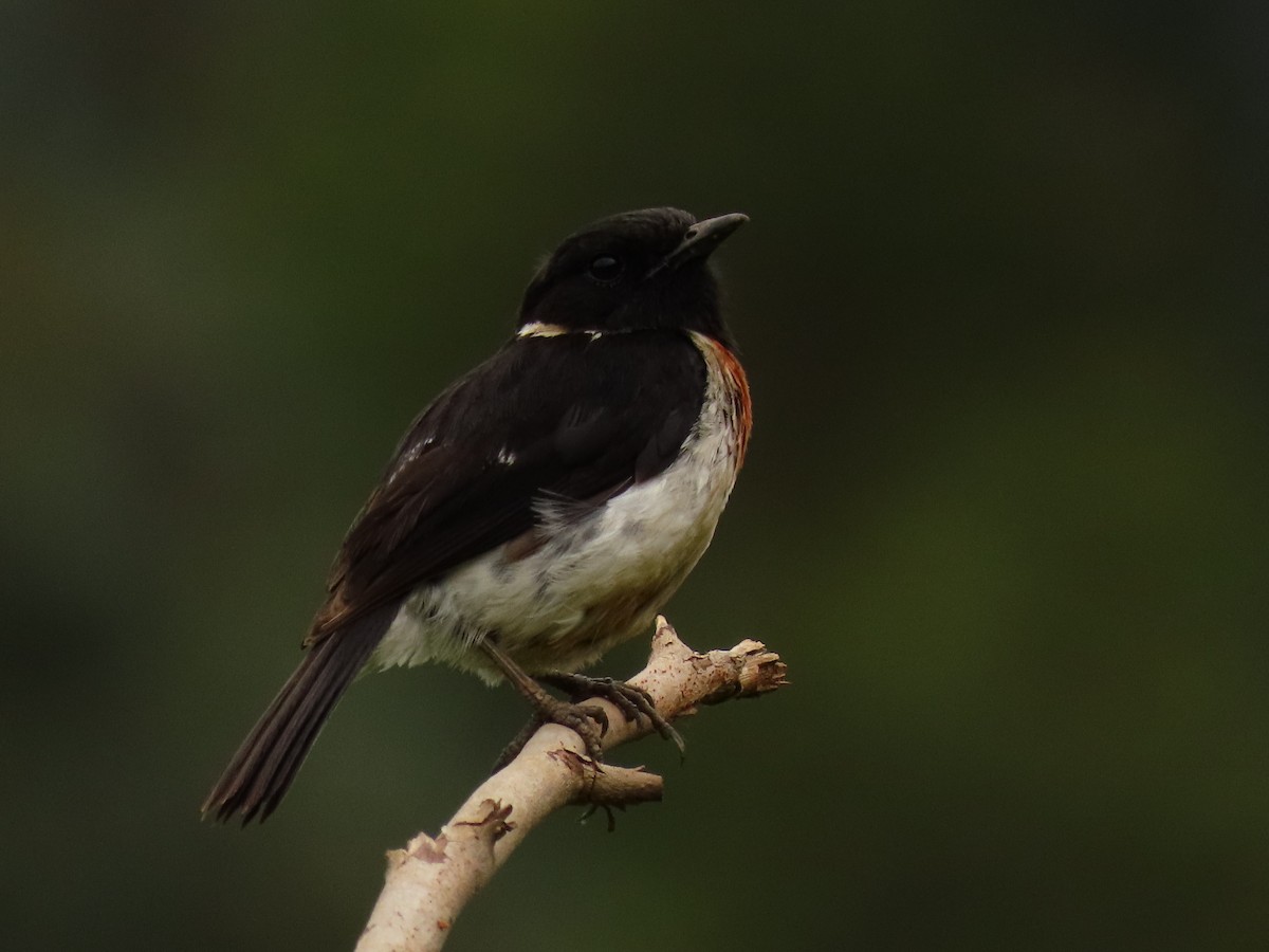 afrikasvartstrupe - ML647614589