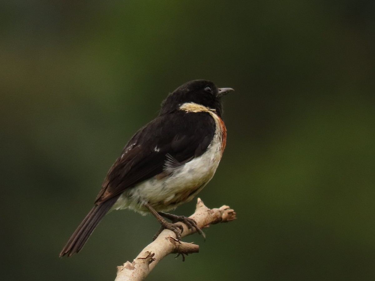 afrikasvartstrupe - ML647614590