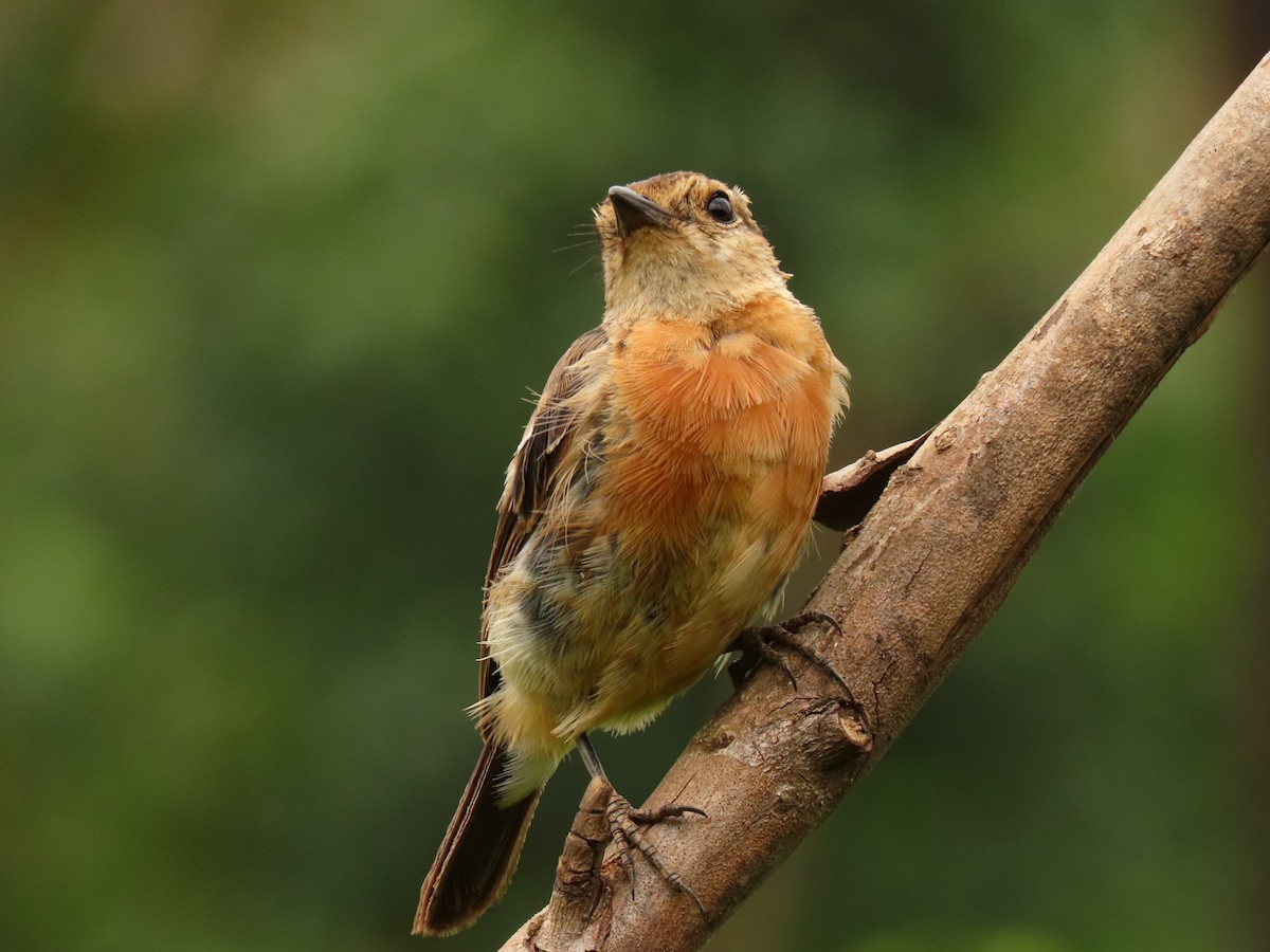 afrikasvartstrupe - ML647614600