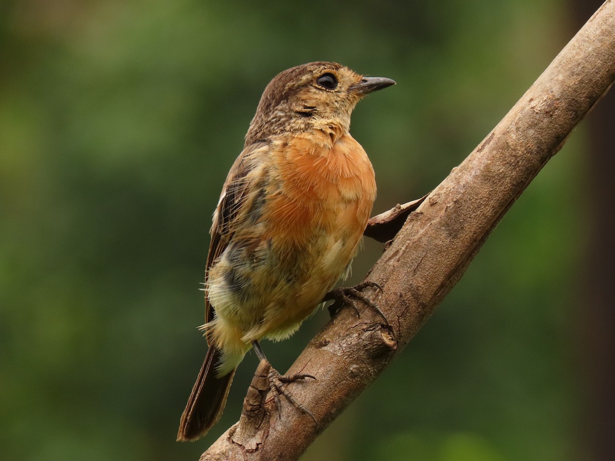 afrikasvartstrupe - ML647614602