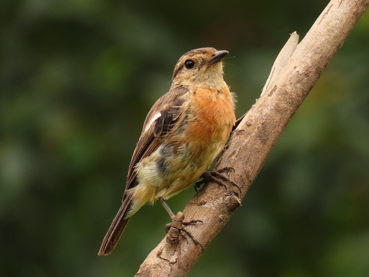 afrikasvartstrupe - ML647614605