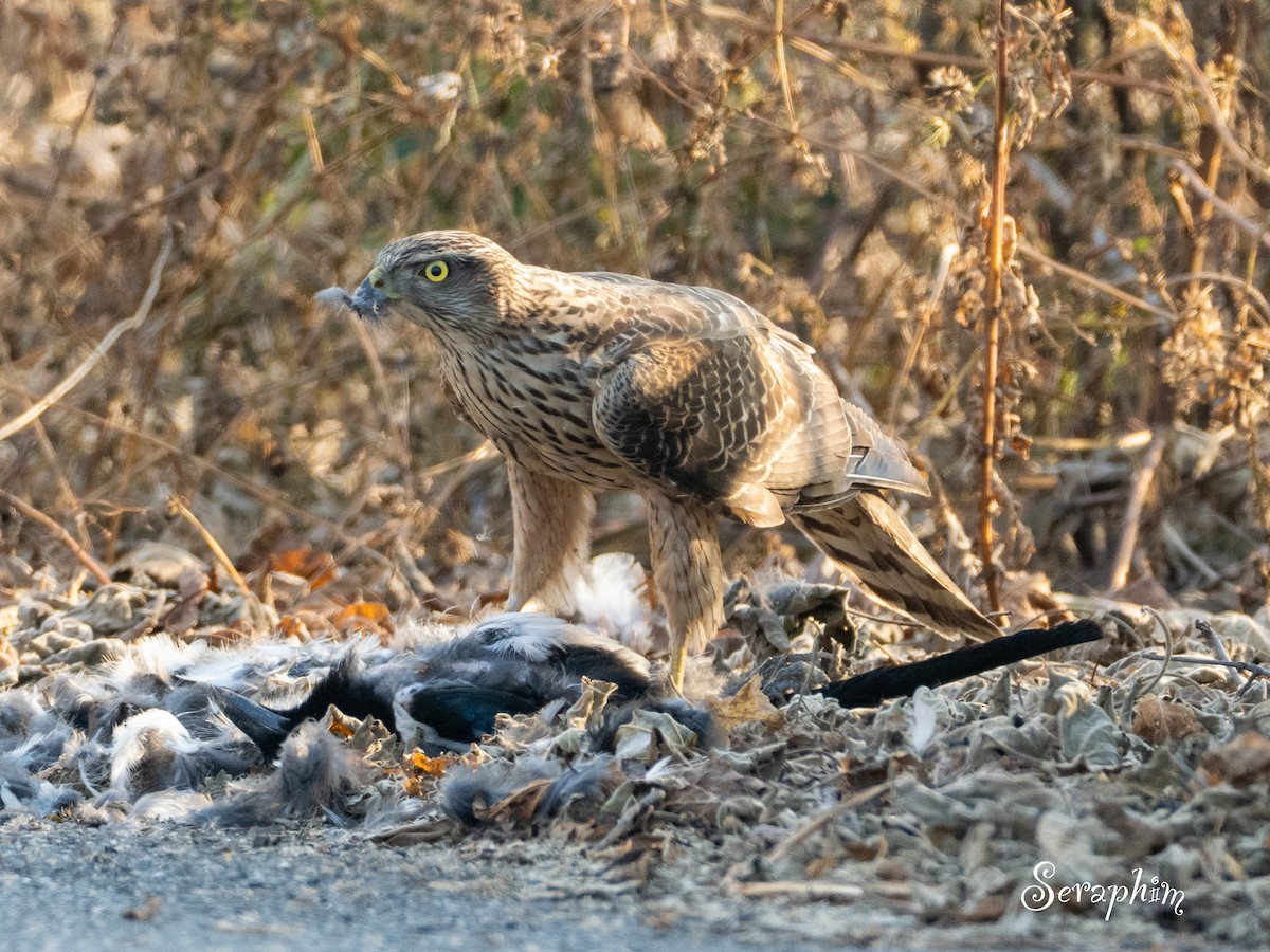 Яструб великий - ML647614617