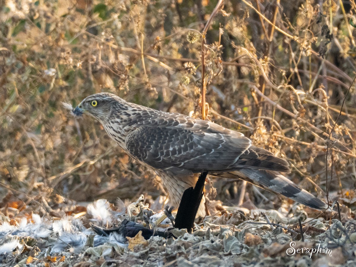 Яструб великий - ML647614618