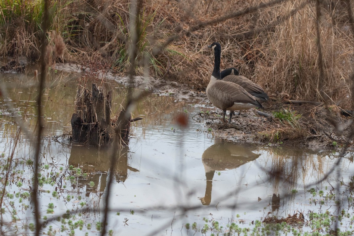 Kanadagans - ML647614622