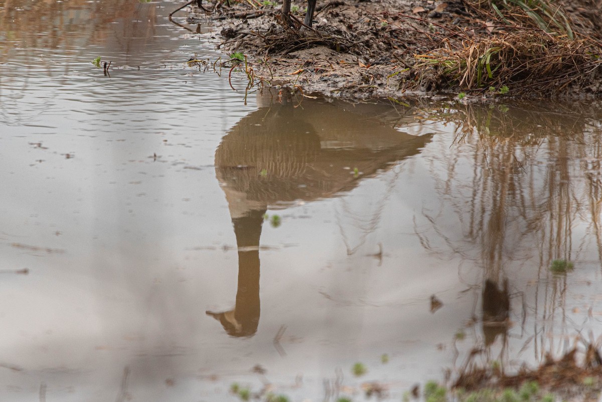 Kanadagans - ML647614623