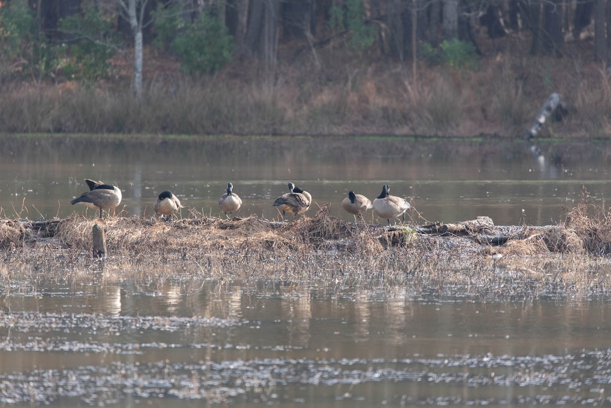 Kanadagans - ML647614624