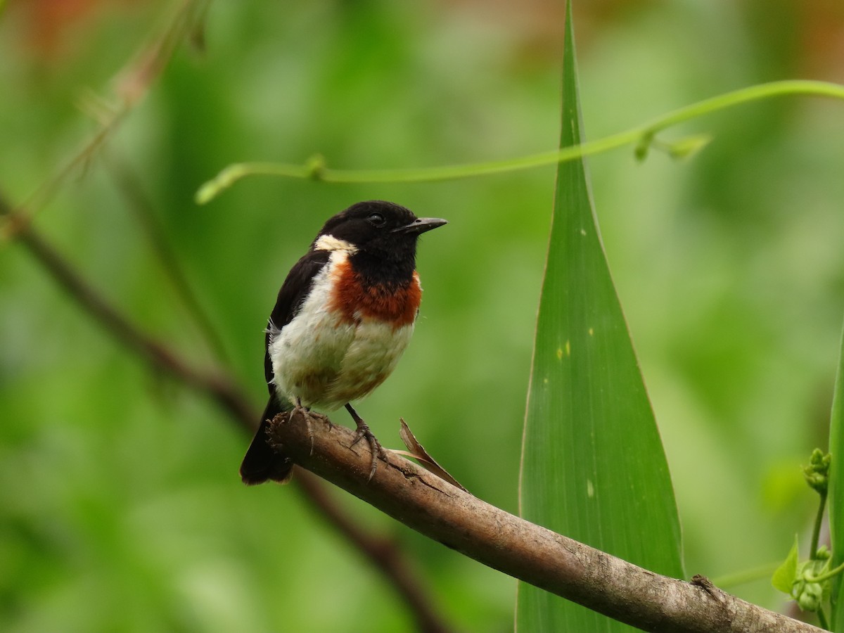 afrikasvartstrupe - ML647614625