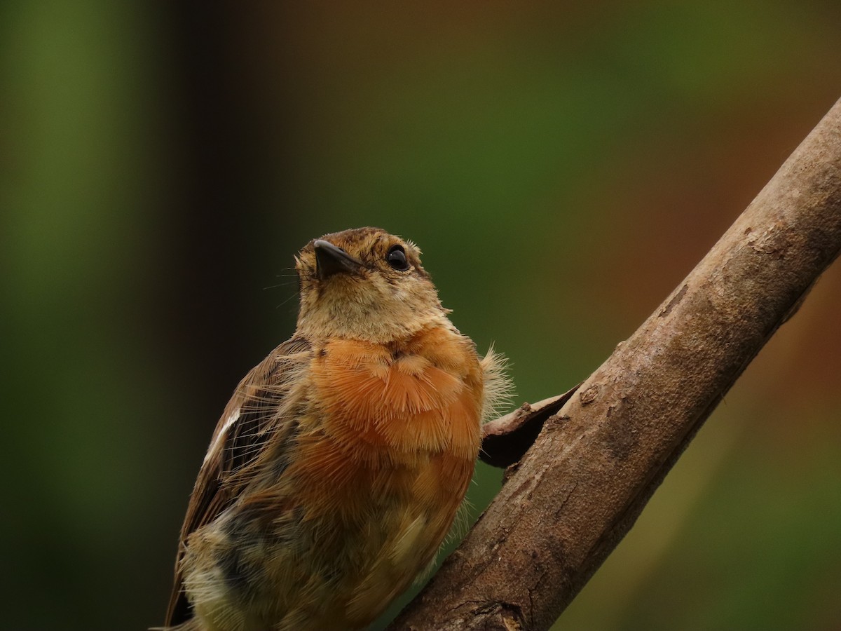 afrikasvartstrupe - ML647614626